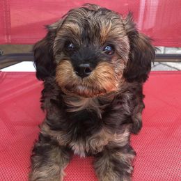Cavapoos from Cookies & Cream Sundae