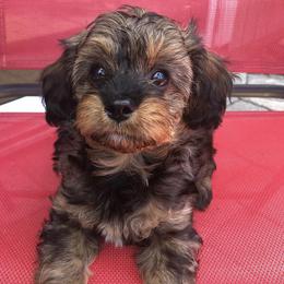 Cavapoos from Cookies & Cream Sundae