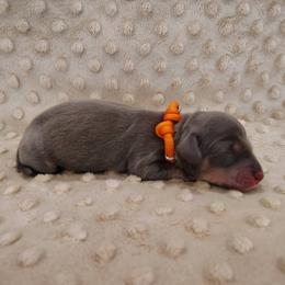 Puppy 2 - Blue and tan male Dachshund puppy in Krum, Texas from Dots N Spots Dachshunds