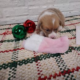 Jewel 4 - Red female Pembroke Welsh Corgi puppy in Tucson, Arizona from Sierrita Mountain Corgis