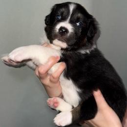 Fairy - Black tri-color female Australian Shepherd puppy in Weeki Wachee, Florida from Ace of Spades Australian Shepherds