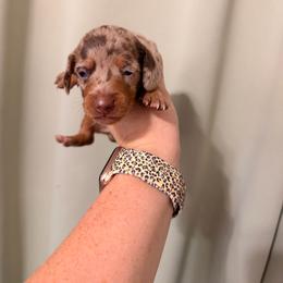 Dapple boy WJ - Dapple male Dachshund puppy in Campbell, Texas from Blooming Grace Homestead