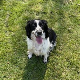 Birdie - English Springer Spaniel