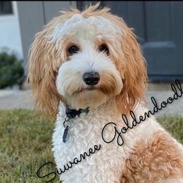 Goldendoodles from Suwanee Goldendoodles