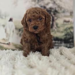 Pluto - Red  male Goldendoodle puppy in Newdale, Idaho from Canyon Creek Puppies