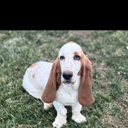 Gracie - Basset Hound