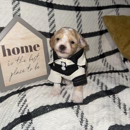 Porky - Apricot male Poodle puppy in Hemet, California from Vallevistadoodles