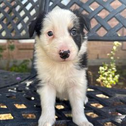 Don Diego - Black and white male Border Collie puppy in Mckinney, Texas from Border Collies of Ruidoso