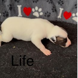 Nickname: Life - White and red Whippet puppy in Ransomville, New York from Painted Stars Farm