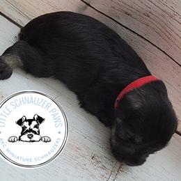 Miniature Schnauzer Puppies from Little Schnauzer Paws