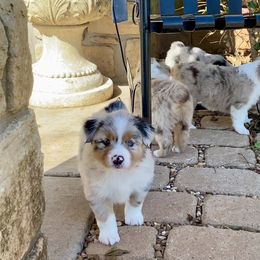 Australian Shepherd, Miniature Australian Shepherd, and Toy Australian Shepherd Puppies from Hunt Farms Mini Aussies