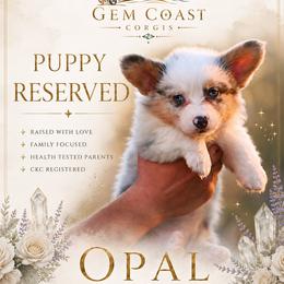 Opal - Blue merle and white female American Corgi puppy in Mariposa, California from Gem Coast Corgis