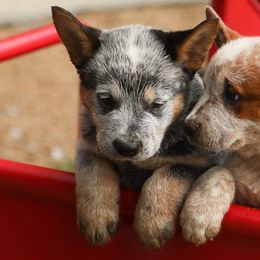 Australian Cattle Dogs from Iron Horse ACDs