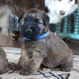 Australian Shepherd and Soft Coated Wheaten Terrier Puppies from Ironwood Ridge Kennels