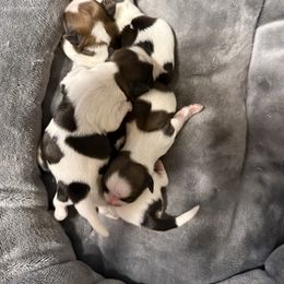 Boy 1 - Cream and white male Shih Tzu puppy in West Palm Beach, Florida from Must Be Love