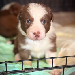 Freya - White and red female Border Collie puppy in North Lakeport, California from Wild Rose Ranch