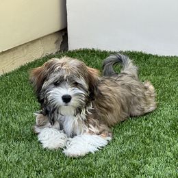Havanese and Havapoo Puppies from Ladypawspuppies