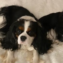 Cavalier King Charles Spaniels from Walnut Creek Cavaliers