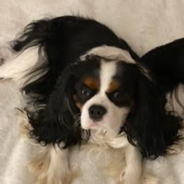 Cavalier King Charles Spaniels from Walnut Creek Cavaliers