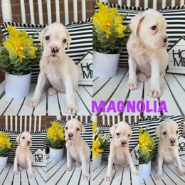 Magnolia - White female Boxer puppy in Catawba, South Carolina from Happy Go Boxers