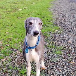 Viper - Whippet