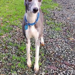 Viper - Whippet