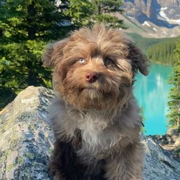 Aussiedoodles, Miniature American Shepherds, and Miniature Australian Shepherds from North Lake Aussies