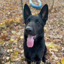 Kokomo - German Shepherd
