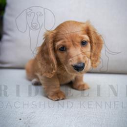 Marigold - Cream female Dachshund puppy in Temecula, California from Naomi Magee's Dachshund Kennel