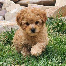 Clove - Red male Cavapoo puppy in West Jordan, Utah from Ruby's Cavapoos
