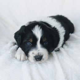 Boy 3 (Green) - Black tri-color male Australian Shepherd puppy in Yakima, Washington from Naches Heights Ranch