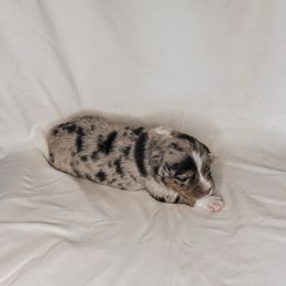 Boy 5 - Blue merle male Australian Shepherd puppy in Chino, California from RanchLand Aussies HC