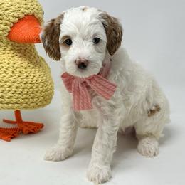 Snow Angel - Parti female Goldendoodle puppy in Florence, South Carolina from Candy Doodles