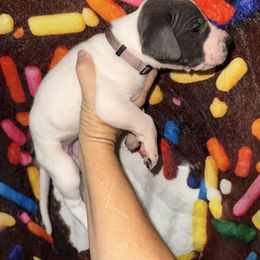 Megan - Blue and white female Great Dane puppy in Orange Grove, Texas from Shadow Veil Dane’s