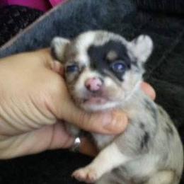 Chihuahua Puppies from Chilove Chihuahuas
