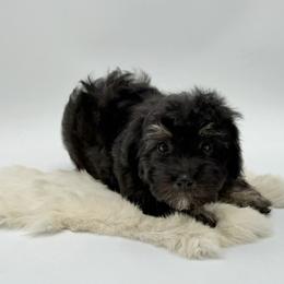 Red bow - Black and tan male Havapoo puppy in Evart, Michigan from Northern’s Cute Cuddly Cava Poos