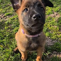 Croft's Lavender - Mahogany female Belgian Malinois puppy in Berry, Alabama from North River k9