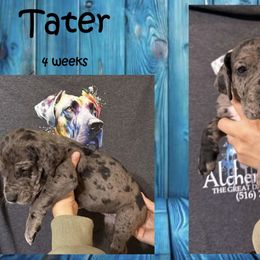 Tater - Merle male Great Dane puppy in Medford, New York from Alchemy Danes