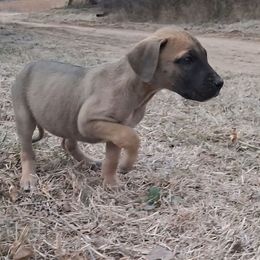 Fawn Female 2 - Fawn female Great Dane puppy in Cunningham, Kansas from Garden Grove Great Danes