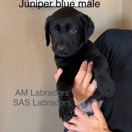 Little boy Blue - Black male Labrador Retriever puppy in Wittmann, Arizona from AM Labradors