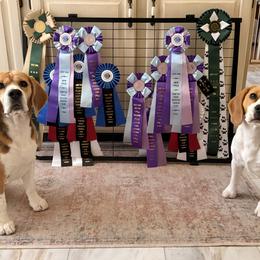 Beagles from Knappogue Beagles