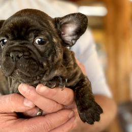 Boy 3 - French Bulldog puppy in Havre, Montana from MT French Bulldogs