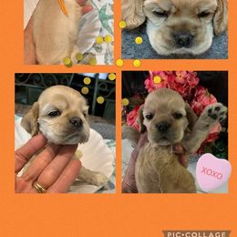Cocker Spaniel Puppies from Richards' Cocker Kennel