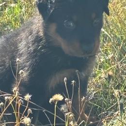Puppy 6 - Black and rust female Beauceron puppy in Patten, Maine from Beaucerons De La Valle Katahdin