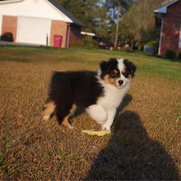 Peppermint - Black tri-color male Australian Shepherd puppy in Alma, Georgia from Epiphany Australian Shepherds