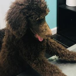 Labradoodles and Poodles from Salley Mcintyre's Labradoodles and Poodles