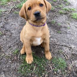 Labrador Retriever Puppies from Triple Threat Labradors