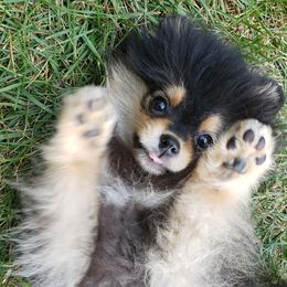 Pomeranians from New River Farms