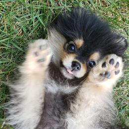 Pomeranians from New River Farms