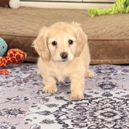 Melly - Cream female Dachshund puppy in Ville Platte, Louisiana from Cajun Pawfection